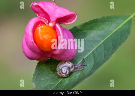 Little snail and European spindle / common spindle (Euonymus europaeus) close-up of ripe fruit showing bright orange seeds Stock Photo