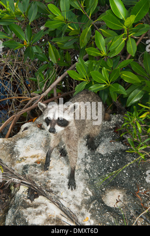 cozumel procyon endangered critically raccoon pygmaeus pygmy island alamy mexico less existence remain than