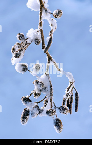 Black alder / European alder / common alder (Alnus glutinosa), close up of male and female catkins in the snow in winter Stock Photo