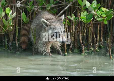 Pygmy Raccoon (Procyon pygmaeus) Critically endangered, Cozumel Island, Mexico. Stock Photo