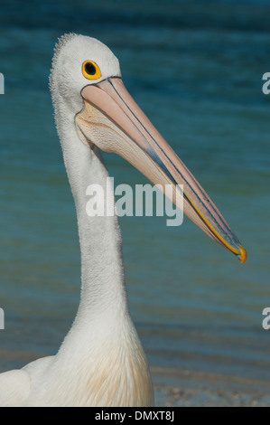 Australian Pelican (Pelecanus conspicillatus) Wild, Rottnest Island, Western Australia Stock Photo