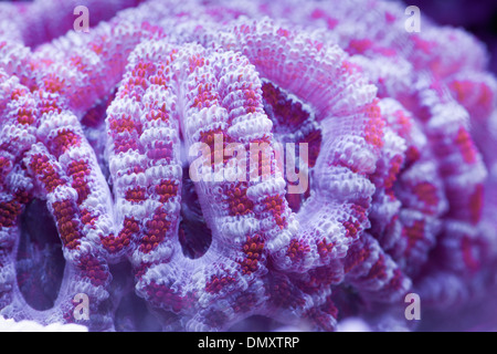 Acan Coral Stock Photo