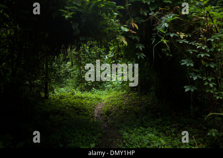 Path in the forest in El Triunfo Biosphere Reserve in the Sierra Madre mountains, Chiapas State, Mexico.