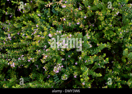 Agathosma ovata Kluitjieskraal False Buchu pink flowers compact evergreen shrub Stock Photo