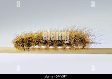 Ruby Tiger moth larva,Phragmatobia fuliginosa, on a stick.Macro. Stock Photo