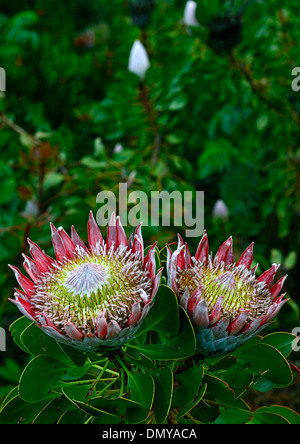 King protea Protea cynaroides Fynbos Giant Protea Honeypot King Sugar Bush south african national flower Stock Photo