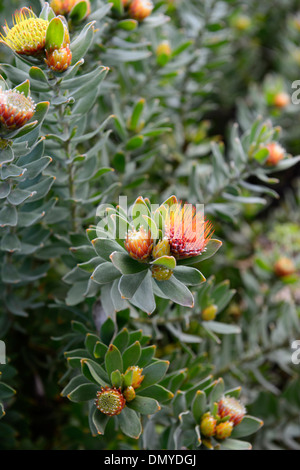 Leucospermum oleifolium Tufted Pincushion Protea yellow orange flowers bloom blooming Stock Photo