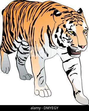 Asian bengal tiger, vector illustration Stock Vector Image & Art - Alamy