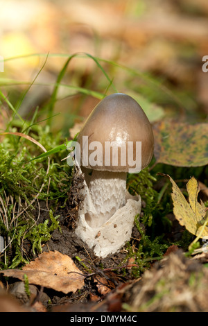 brown mushroom (Amanita vaginata) in forest Stock Photo