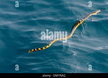 A black and yellow pelagic sea snake (Pelamis platura) in the open sea propels itself with its flat tail. Stock Photo