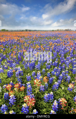 Bluebonnets and Indian Paintbrush, some of Texas' most beautiful wildflowers, paint a field with orange and blue in springtime. Stock Photo
