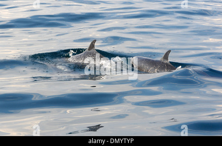 Pantropical spotted dolphins (Stenella attenuata) off the coast of the Oro Peninsula. Drake Bay, Corcovado National Park, Stock Photo