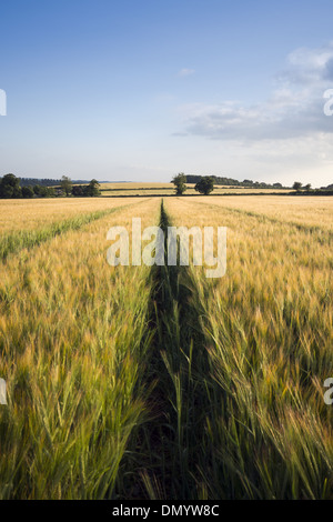 Wheat field in Meon Valley with Old Winchester Hill in the distance in Hampshire, England, UK Stock Photo