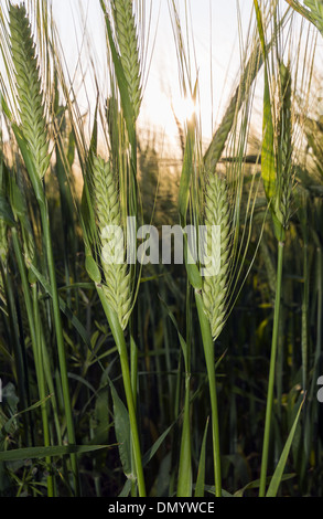 Close up of young wheat crop with sunset in a field in Hampshire, England, UK Stock Photo