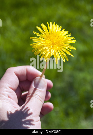 Person holding a freshly picked dandelion in hand Stock Photo
