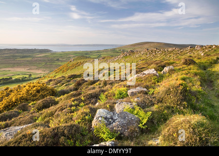 Gorse, bracken and boulders on Rhossili Down near Llangennith, Gower Peninsula, overlook Rhossili Bay at sunset. Stock Photo
