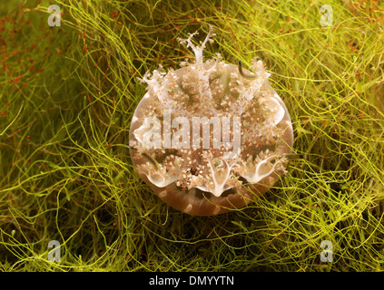 Upside Down Jellyfish, Cassiopea ornata, Rhizostomeae, Cassiopeidae, Scyphozoa, Cnidaria. Philippines, Asia.