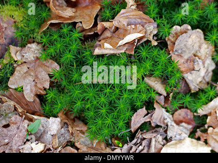 Common Haircap Moss, Polytrichum commune, Polytrichaceae. Aka Common Hair Moss, Great Gold Headed Moss or Great Goldilocks. Stock Photo