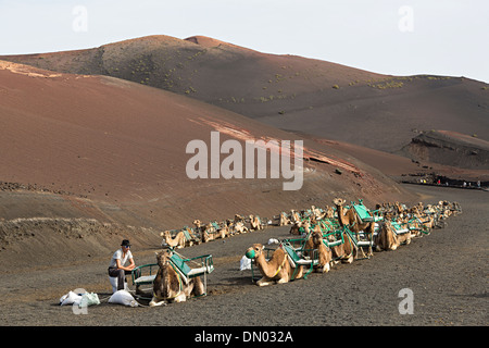 Camels in volcanic terrain used for tourist rides, Timanfaya, Lanzarote, Canary Islands, Spain Stock Photo