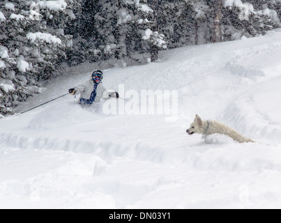 Platinum colored Golden Retriever puppy (10 months) greeting skiers & snowboarders in fresh powder snow. Stock Photo