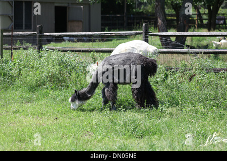 A pair of black and white alpacas at the Queens Farm Stock Photo