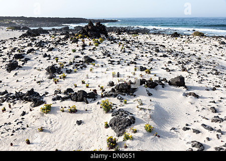 White sand and black lava rocks at Caleton Blanco beach, Lanzarote, Canary Islands, Spain Stock Photo