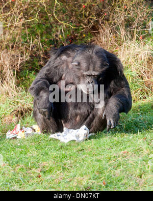 ZSL Whipsnade Zoo, Bedfordshire, UK. 17th December 2013. Early Christmas for the  chimpanzees with festive treats at ZSL Whipsnade Zoo Photo by Brian Jordan/Alamy Live News Stock Photo