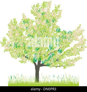 Cherry tree in spring Stock Vector