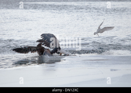 Eagles at the Chilkat Bald Eagle Preserve near Haines Alaska fighting over a salmon in winter. Stock Photo