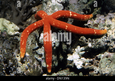 Picasso or Leach's starfish (Leiaster leachi) Stock Photo