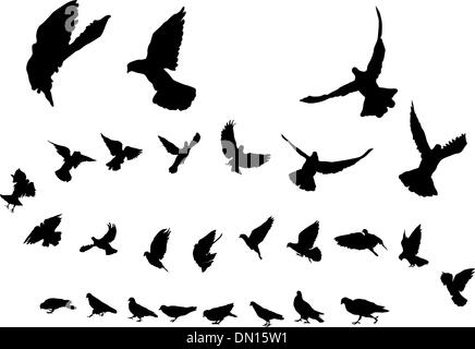 Pigeons Stock Vector