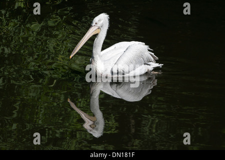 Pelican floating on a lake in Moscow zoo Stock Photo