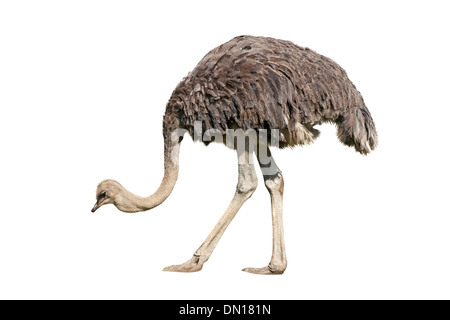 Ostrich emu isolated over white background Stock Photo