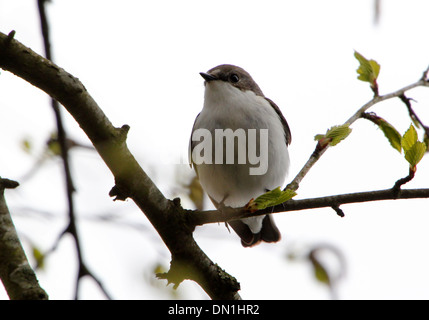 Male European Pied Flycatcher (Ficedula hypoleuca) posing on a branch Stock Photo