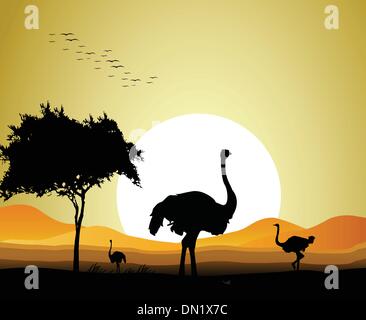 beauty ostrich silhouette with sunset background Stock Vector