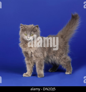 Long Haired blue grey kitten Stock Photo