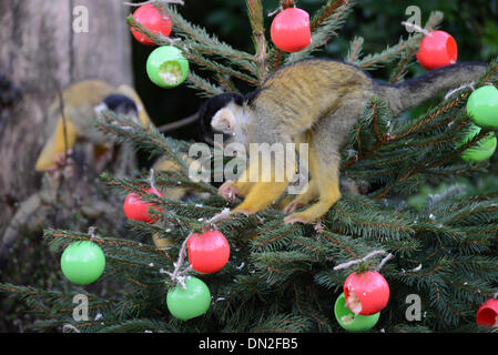 London, UK. 18th Dec, 2013. ZSL London zoo's squirrel monkeys getting a very merry treat this year, with their own Christmas tree adorned with delicious decorations. London,18th Dec 2013, Photo by See Li/Alamy Live News Stock Photo