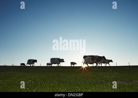 Cows in meadow, Cornwall, England, UK Stock Photo
