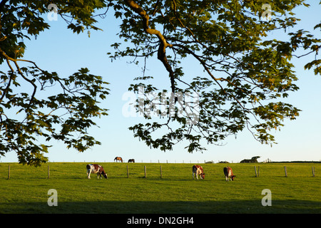Cows grazing in meadow, Cornwall, England, UK Stock Photo