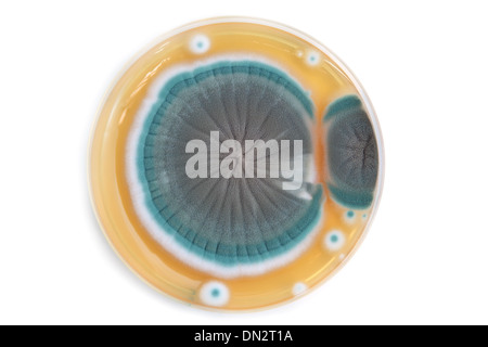 fungi colony on agar plate in laboratory over white background Stock Photo
