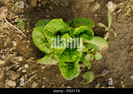 Young Lettuce, Lactuca sativa, growing in vegetable garden in Southern Spain. Stock Photo