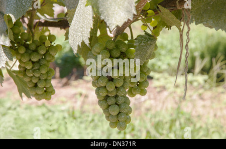 Bunch of white grapes ripening on the vine on Cape Cod Massachusetts. Stock Photo