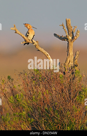 Eurasian Hoopoe perched on a dead branch Stock Photo
