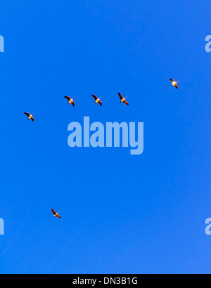 Canadian Geese flying in V formation, migrating south for winter. Stock Photo