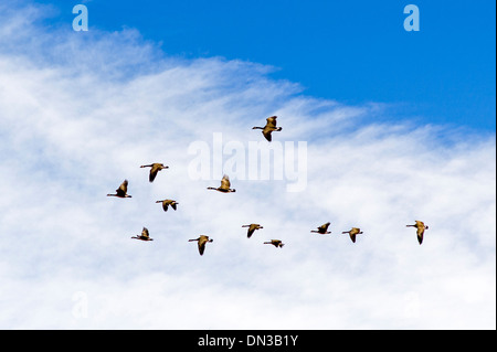 Canadian Geese flying in V formation, migrating south for winter. Stock Photo
