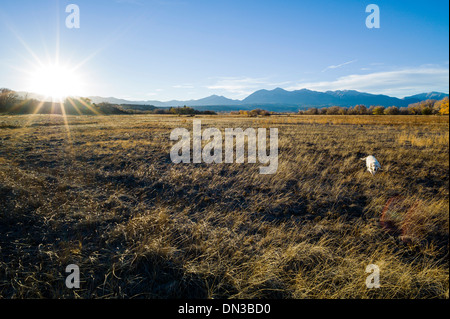 Platinum Golden Retriever dog running through meadow at sunset; Sawatch Range, Rocky Mountains, Colorado, USA Stock Photo