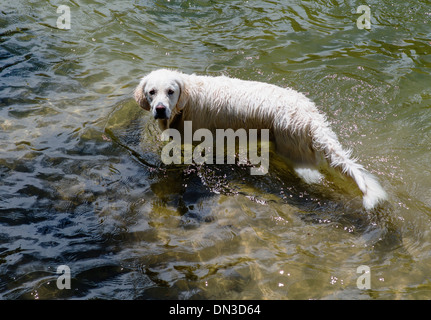 Platinum colored Golden Retriever puppy playing in the Arkansas River, Salida, Colorado, USA Stock Photo