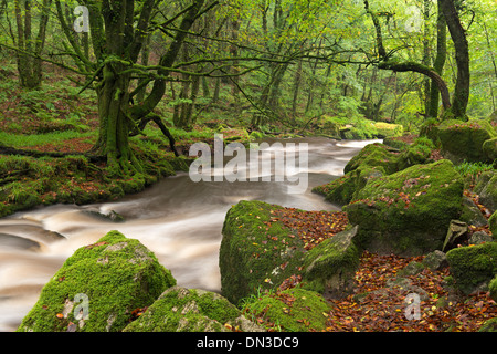 The River Fowey flowing though Draynes Wood at Golitha Falls National Nature Reserve, Cornwall, England. Autumn (October) 2013. Stock Photo