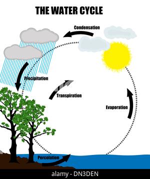 Schematic representation of the water cycle in nature Stock Vector