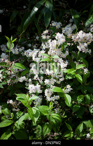 Deutzia gracilis flowering in May in UK Stock Photo